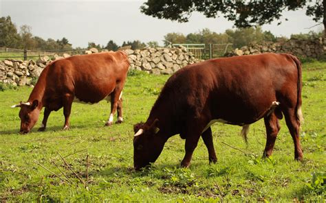 Fileväneko Cow And Bull Wikimedia Commons