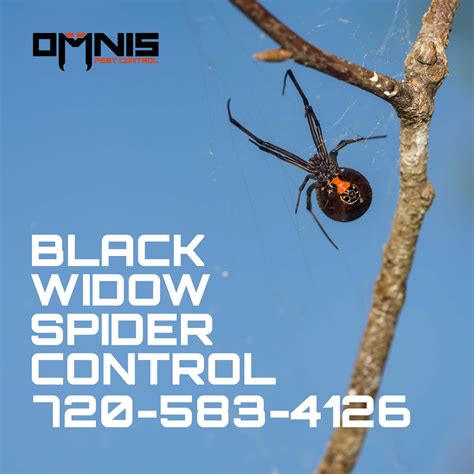 Black Widow Spider Control Omnis Pest Control