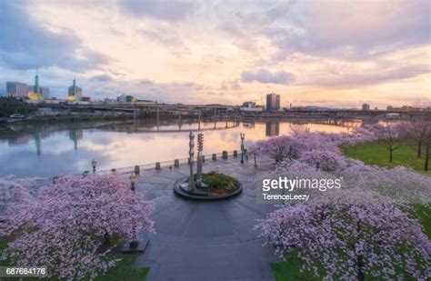 Portland Cherry Trees Photos Et Images De Collection Getty Images