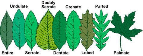 Botany How To Correctly And Accurately Identify A Few Species Of