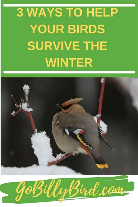 3 Ways To Help Your Birds Survive The Winter Backyard Birds Birds
