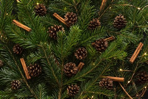 Free Images Branch Evergreen Botany Fir Christmas Tree Twig