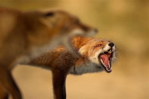 Two Red Foxes Fighting Territory Stock Photos Free And Royalty Free