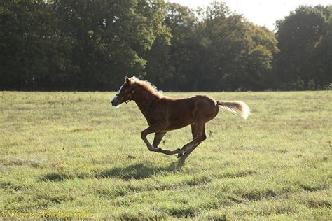 Warmblood Foal Galloping Photo Wp27087