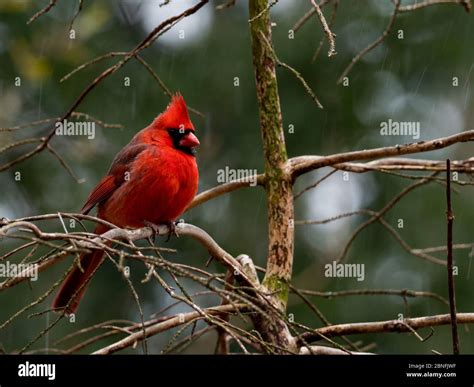 Northern Cardinal Cardinalis Cardinalis The Gorgeous State Bird Of