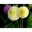 Wallpapers Aster Flowers