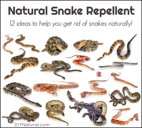 Natural Snake Repellent 12 Different Methods To Repel Snakes Naturally