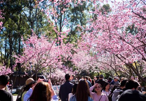 Sydney Cherry Blossom Festival 2022