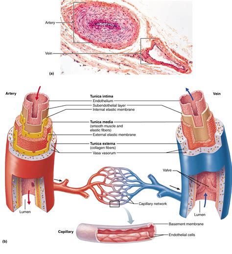 Structure Of Blood Vessel Walls Anatomy Physiology Blood Vessels