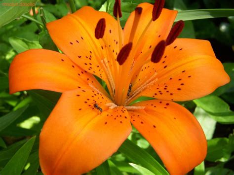 Orange Lily Flowers 10 8465 The Wondrous Pics