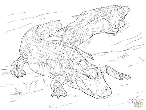 Free printable alligator coloring pages. Alligator Drawing Step By Step at GetDrawings | Free download