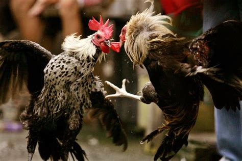 Rooster Fitted With Knife Slashes Mans Groin And Kills Him At Illegal Cockfight World News