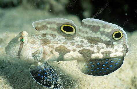 Twinspot Goby Stock Image Z6051317 Science Photo Library