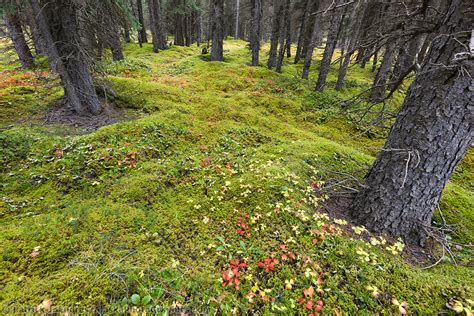 Sphagnum Moss Boreal Forest