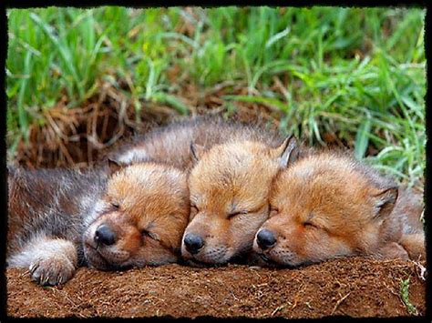 Nap Time Three Babies Wolves Sleeping Pups Hd Wallpaper Peakpx