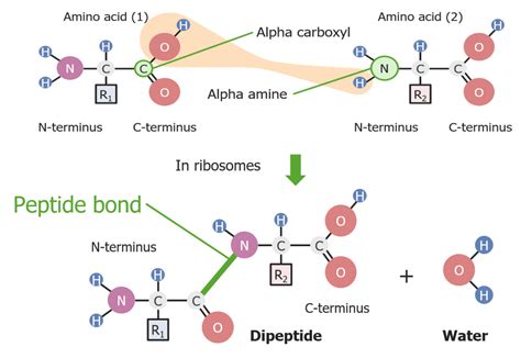 Proteine Und Peptide Unterschiede Struktur Lecturio