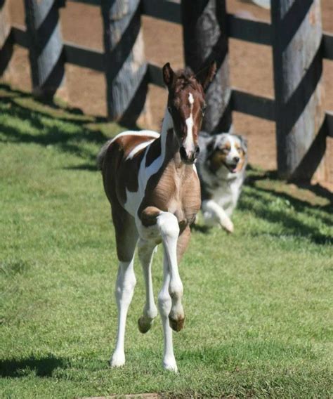 Two Brown And White Horses Running In The Grass