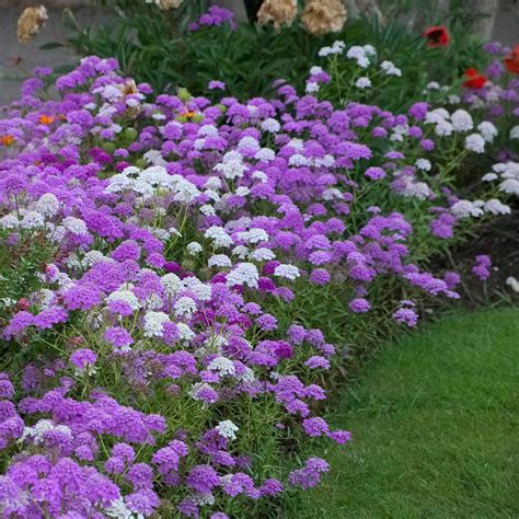 Candytuft Seeds Mixed Colors Flower Seeds In Packets And Bulk Eden