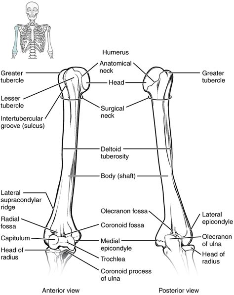 Bones Of The Upper Limb · Anatomy And Physiology