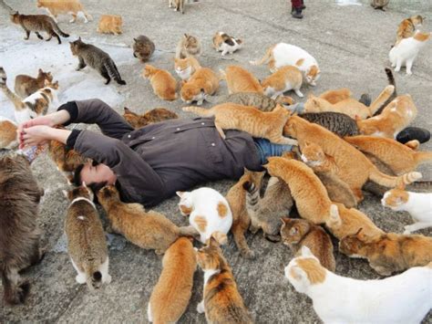An Island Of Cats In Japan 39 Pics