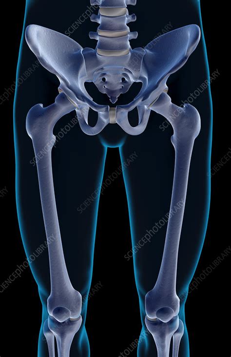 The Bones Of The Lower Limb Stock Image F0017253 Science Photo