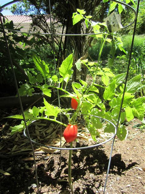 How To Grow Tomatoes Garden And Recipe Wendys Hat