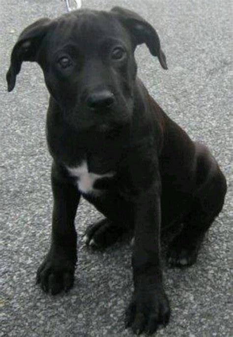 He Looks Just Like My Ludacriss When He Was A Puppy Pitbull Puppies