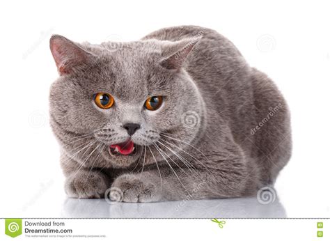 Brown cat with green eyes. Evil Gray British Shorthair Cat With Brown Eyes Stock ...