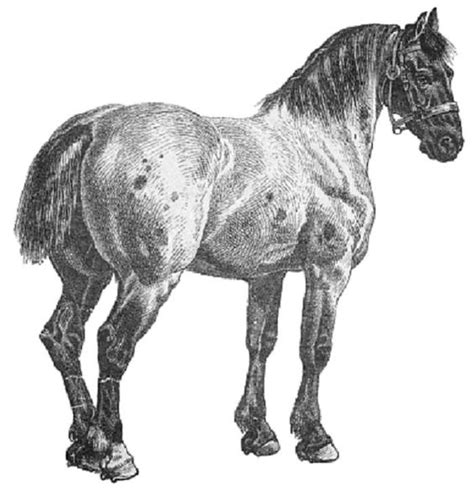 Draft Horse Clipart 20 Free Cliparts Download Images On