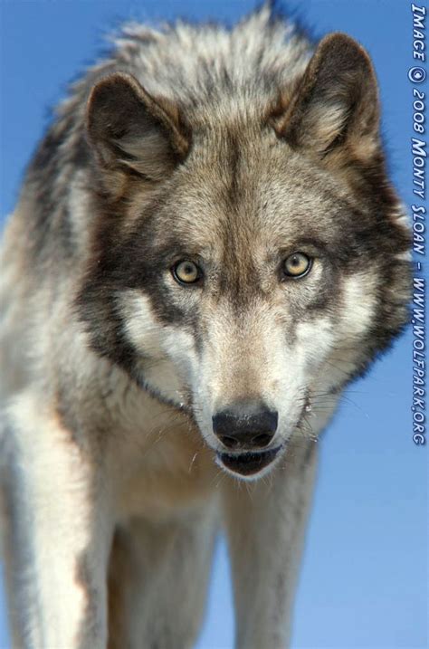 Facts about wolves, gray wolf, arctic wolf, red wolf. Wolf Photographs :: Ayla with a Focused Look