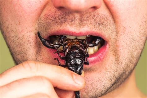 Multibrief Eating Insects Could Help Save The Planet