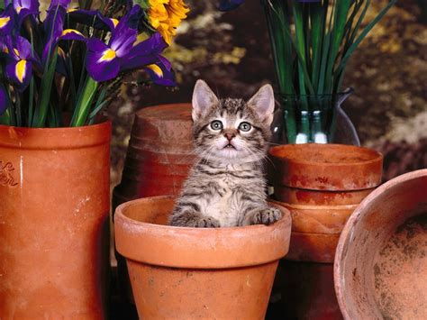 Selective Focus Photo Of Brown Tabby Kitten In Pot Hd Wallpaper