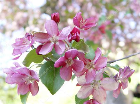 Pink Apple Blossom — Stock Photo © Indigofish 1651002