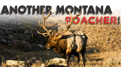 Another Montana Elk Poacher Eastmans Official Blog