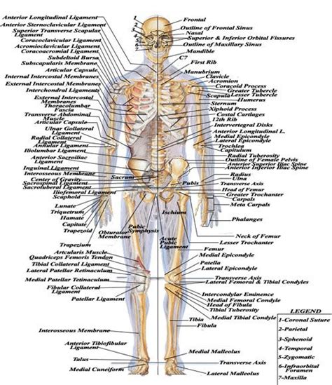 Human Body Bones Diagram What Are The Different Skeletal Functions