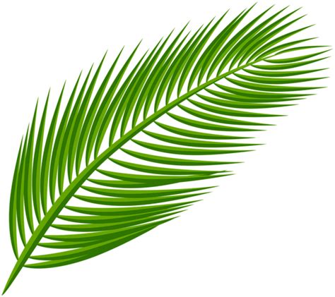 Palm Leaf Transparent Clip Art Image Tropical Leaves Palm Leaves
