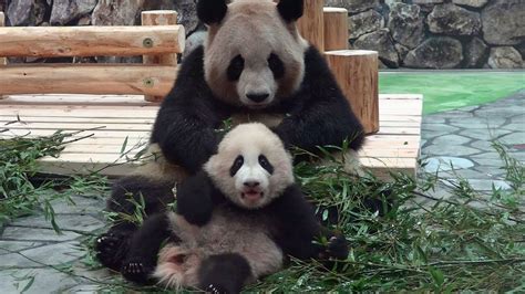結浜 Panda Baby And Her Mother パンダ アドベンチャーワールド Youtube
