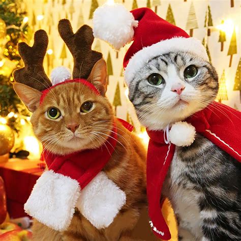 Pin By Tiffany Rose Princess On Christmas Kitties Cat Christmas
