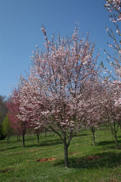 Flowering Tree Autumnalis Cherry Prunus Subhirtella Autumnalis