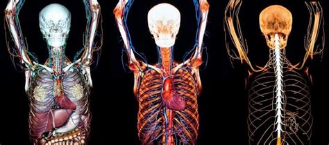 How does the human body work? Anatomy@Edinburgh | The University of Edinburgh