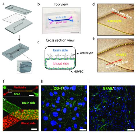 Blood Brain Barrier On A Chip Model A Design Of Pdms Microchip And