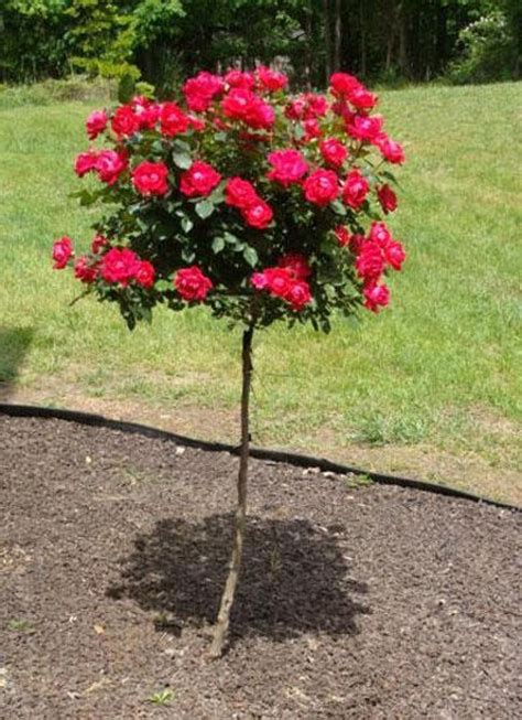 Knock Out Rose Tree Flowering Patio Plant Cannot Ship To Az In