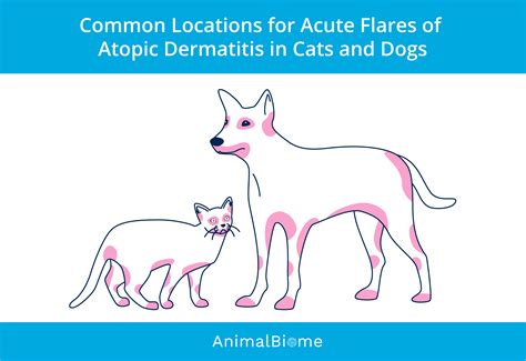 Managing Atopic Dermatitis In Pets Kittybiome