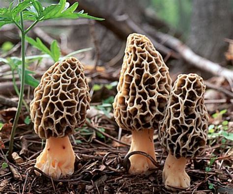 What Are The Different Types Of Edible Mushrooms And How Do You Use Them