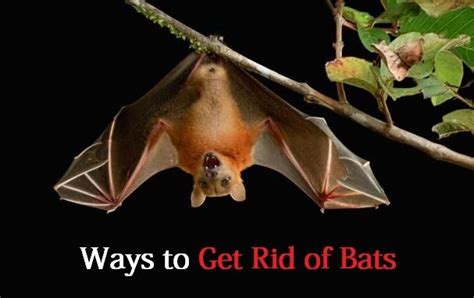 How To Get Rid Of Bats Getting Rid Of Bats Fruit Bat Bat Repellent