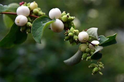 Snowberries Offers Bright Addition To Landscapes Bonner County Daily Bee