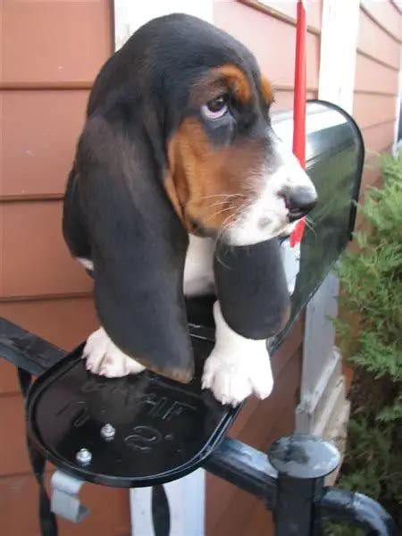 The 16 Funniest Basset Hound Jokes You Should Tell Page 4 The Paws