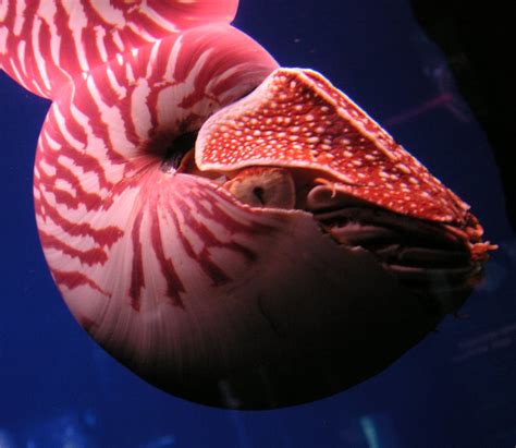 Chambered Nautilus A Living Chambered Nautilus Nautilus P Flickr