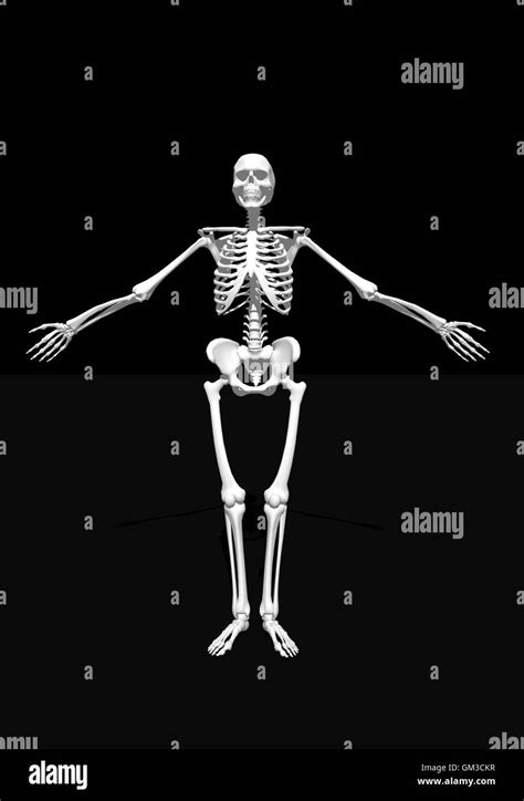 Human Skeleton Standing Anatomy Engraving Hi Res Stock Photography And