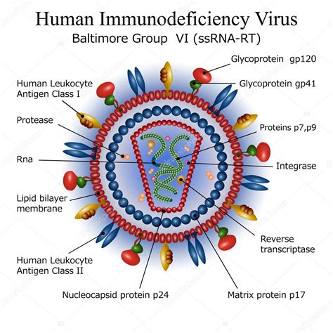 Estructura De Partículas Del Virus Vih 2023